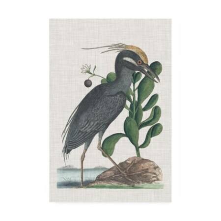 Mark Catesby 'Catesby Heron I' Canvas Art,30x47